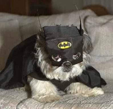 Funny Picture of Dog dressed in Batman costume, not Catwoman.