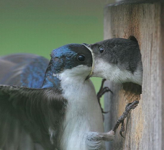 Bird Thoughts