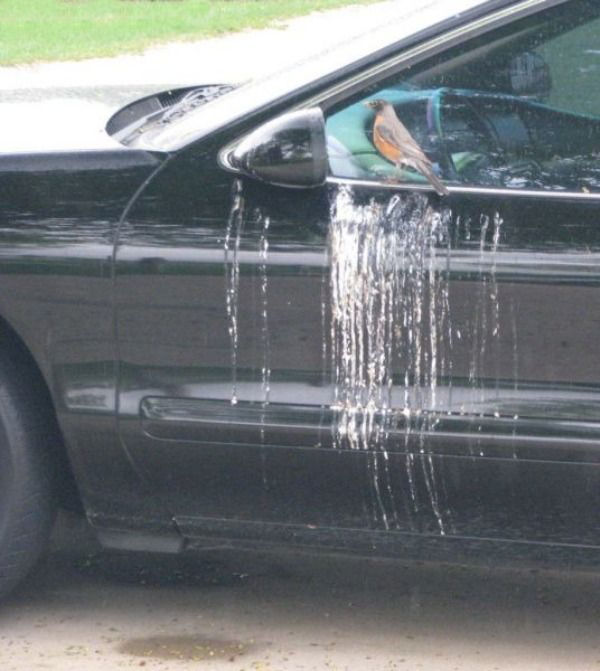 A funny Bird Pictures of a Robin on a Car