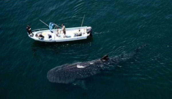 A funny picture of a basking shark next to a small boat.