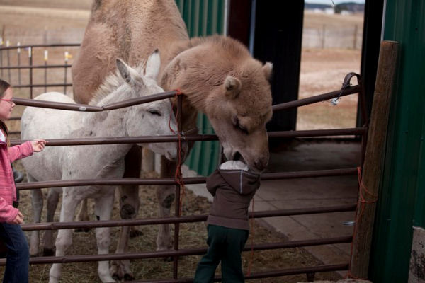 Camel Lick