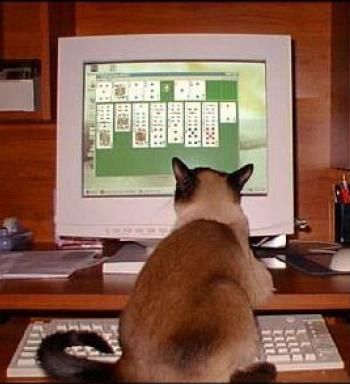 Funny Cat Pictures -  Playing Solitaire on Computer