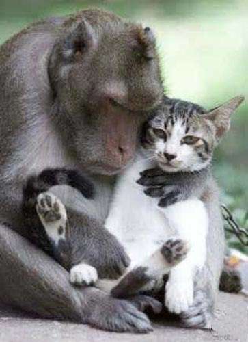 Cat Baboon