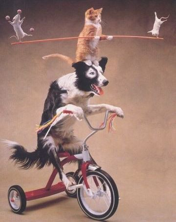 Funny Pictures of a cat, dog, and mice doing tricks.