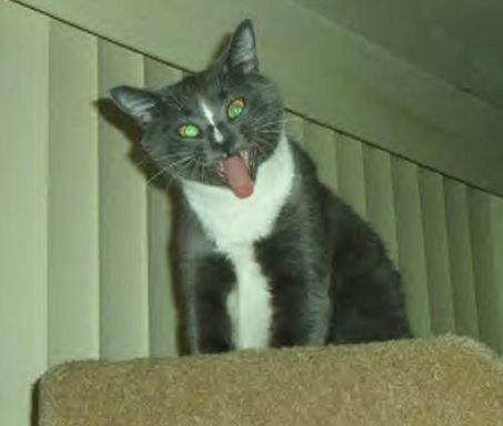 Funny Pictures of Evil Looking Cat