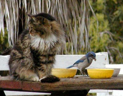 Funny Cat Pictures -  Eating With Bird