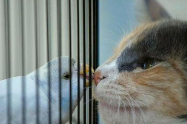 Cat Bird Cage Fight