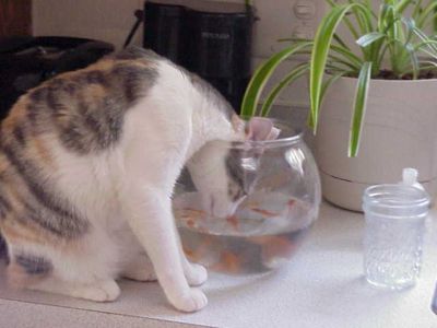 Funny Cat Pictures -  Looking in Fish Bowl