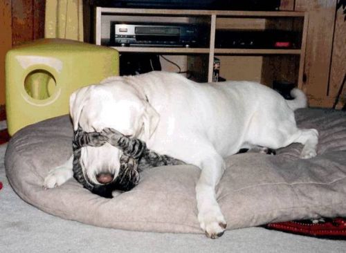 Funny Cat Pictures -  and Dog Play Fighting