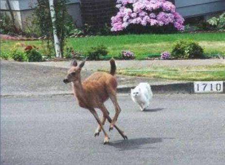 Funny Pictures of a Cat Chasing a Deer