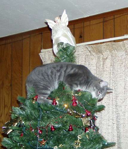 Picture of Cat in a Christmas tree