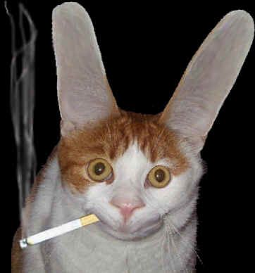 Funny Pictures of Smoking Cat With Huge Ears
