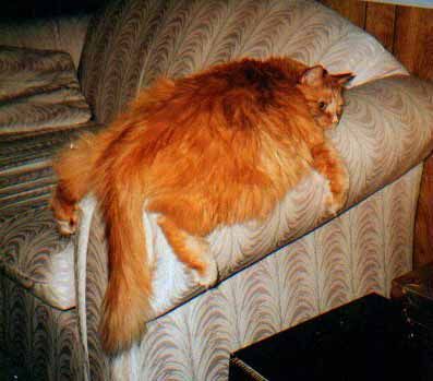 Funny Cat Pictures -  Lying On Couch