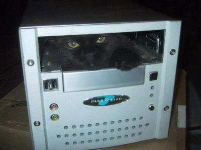 Funny Cat Pictures -  in Computer CPU
