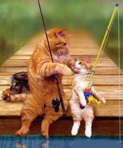 Funny Cat Pictures - s Fishing