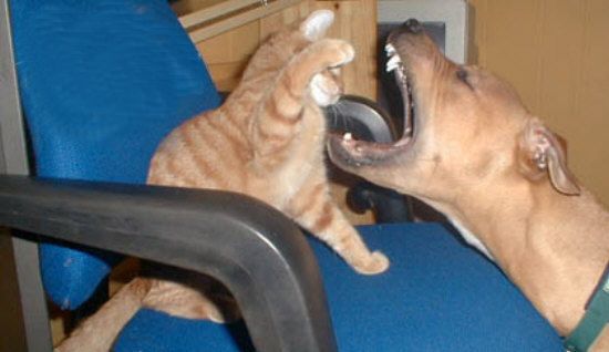 Funny Cat Pictures -  Dentist