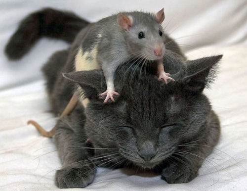 Funny Cat Pictures -  with Rat on Head