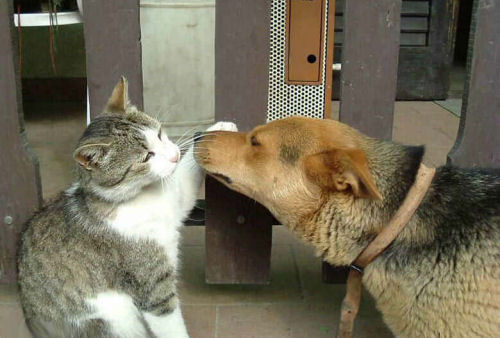 Funny Cat Pictures -  and Dog Diplomacy
