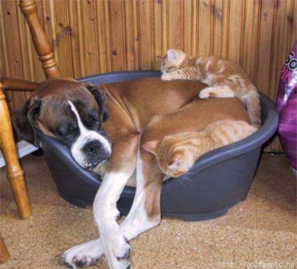 Funny Pictures of Dog and Kittens Sleeping
