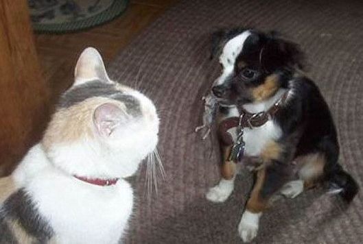 Funny Cat Pictures -  and Dog With Mouse in Mouth