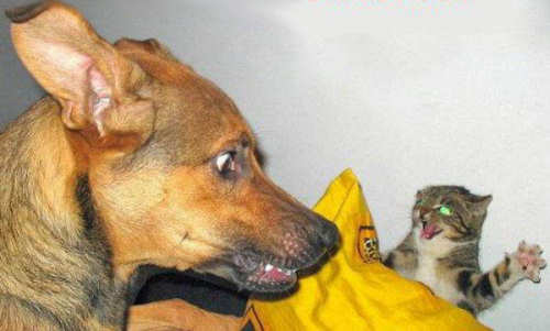 Funny Cat Pictures -  and Dog Face Off