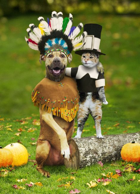 Funny Thanksgiving Pictures of Cat and Dog