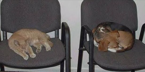 Funny Pictures of Cat and Dog in Vet Waiting Room
