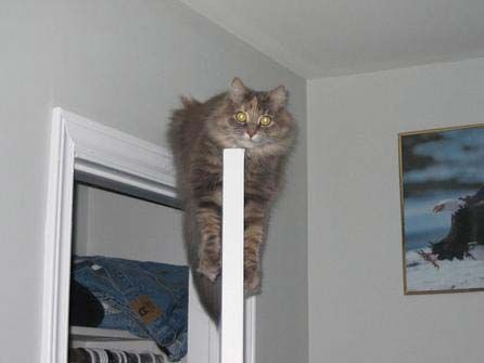 cat on top of door