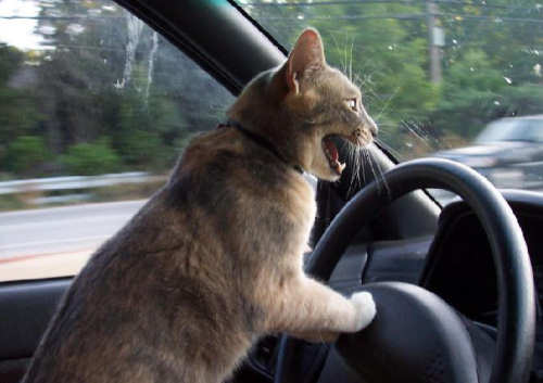 Funny Cat Pictures -  Driving Car