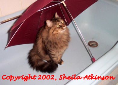 Funny Cat Pictures -  Under Umbrella in Tub