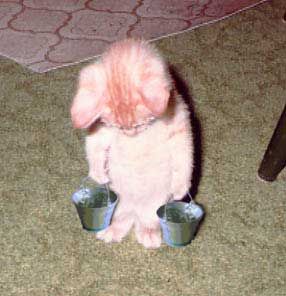 Funny Pictures of Kitten Carrying Water Buckets