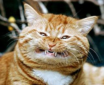 Funny Pictures of Cat with Fangs