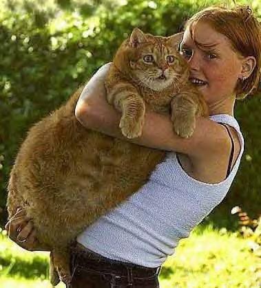 Funny Pictures of A Big Fat Cat