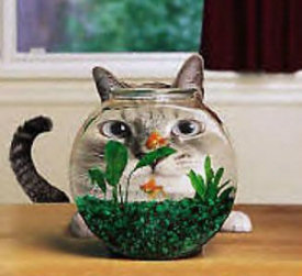 Funny Cat Pictures -  Staring at Fishbowl