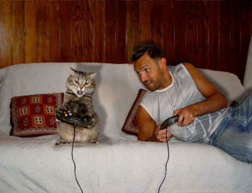 Funny Cat Pictures -  Playing Video Games