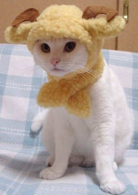 Funny Cat Pictures -  in a Goat Horn Hat.