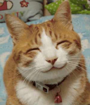 Cat Grin