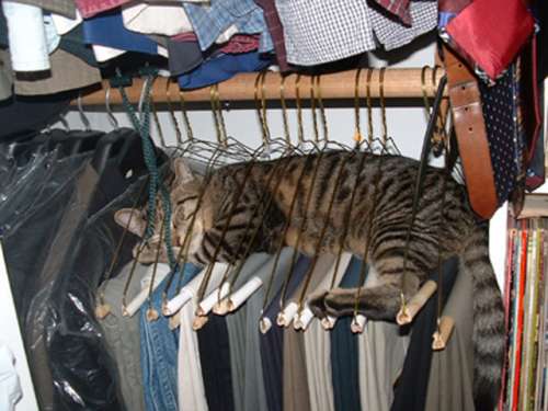Funny Cat Pictures -  Sleeping In Clothes Hangers