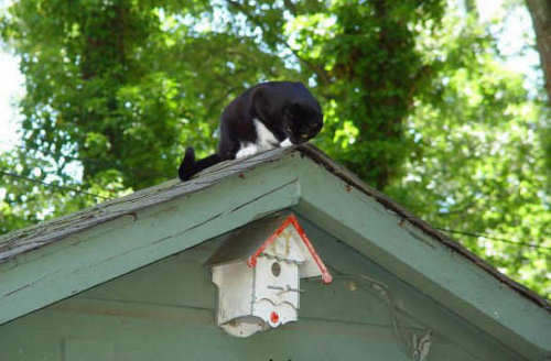 Cat Home Inspection