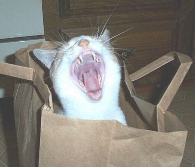 Funny Cat Pictures -  Yawning in Bag