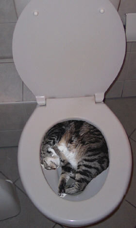Funny Cat Pictures -  Sleeping in Toilet