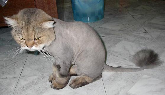 Cat Line Cut or Lion Cut