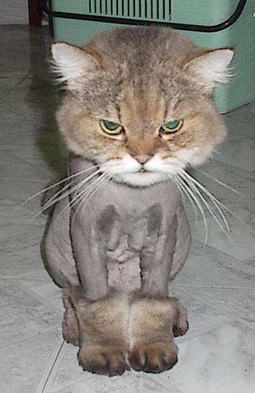 Cat Line Cut or Lion Cut | Funny Cat Pictures | Entertainment