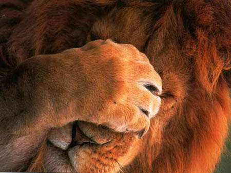 Funny Pictures of Lion Hiding Face