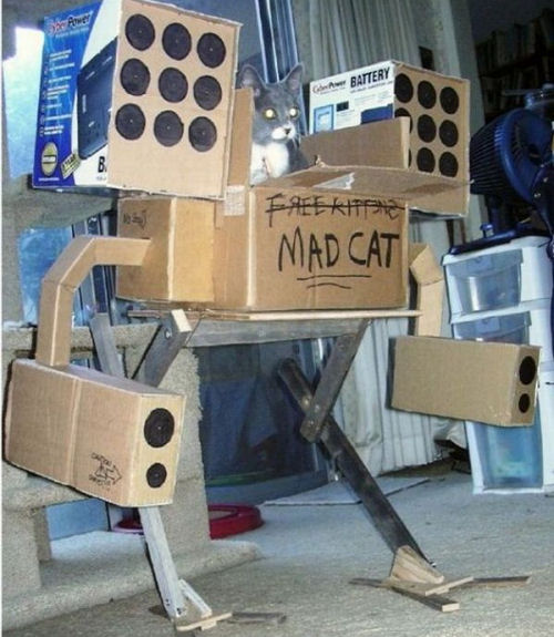A funny cat picture of a mad cat