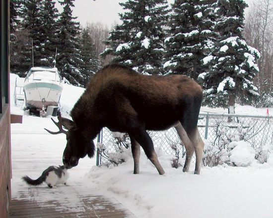 Funny Cat Pictures -  Kissing Moose