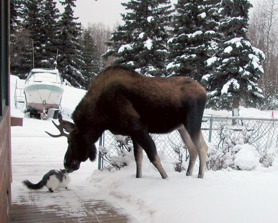 Cat Moose