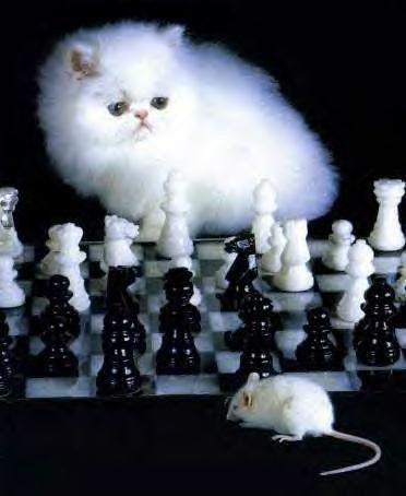 Funny Cat Pictures -  and Mouse Playing Chess