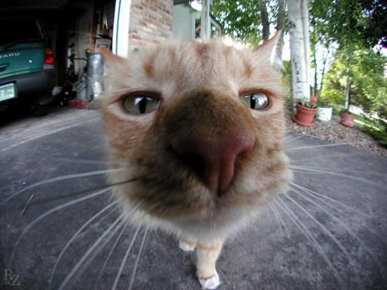 Funny Pictures of Close Up Of Cat's Face