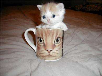Funny Pictures of Kitten In Coffee Mug